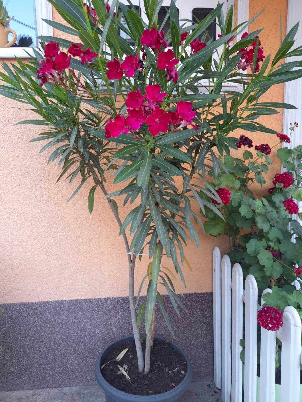 Apartmani Nikolic Višegrad Exteriör bild